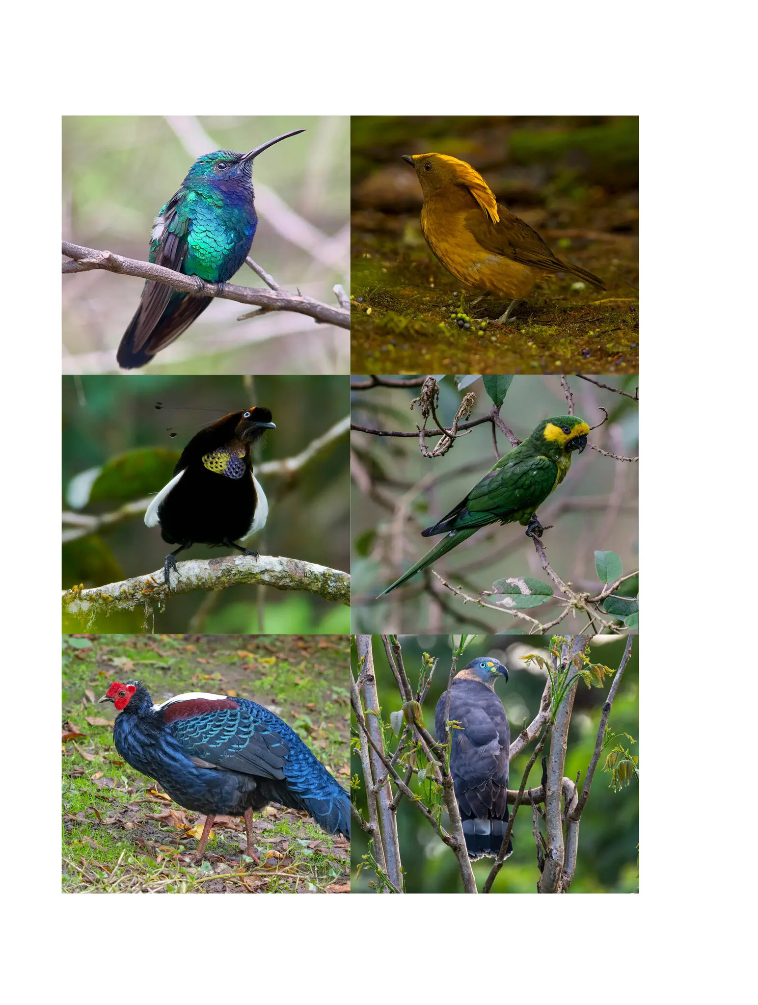 Six Lost Bird Species