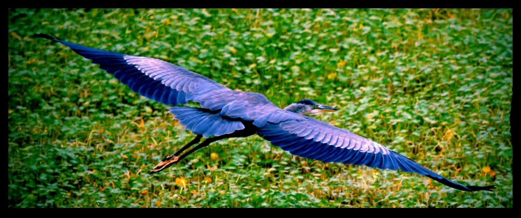 Great blue heron flying over green pennywort plants