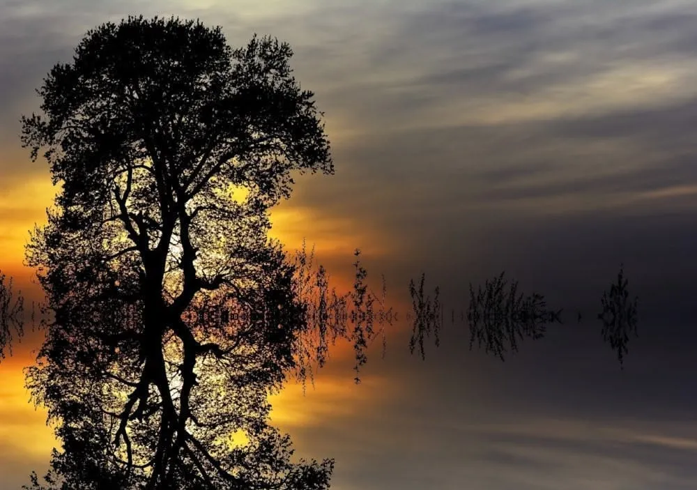 Trees against a golden sky