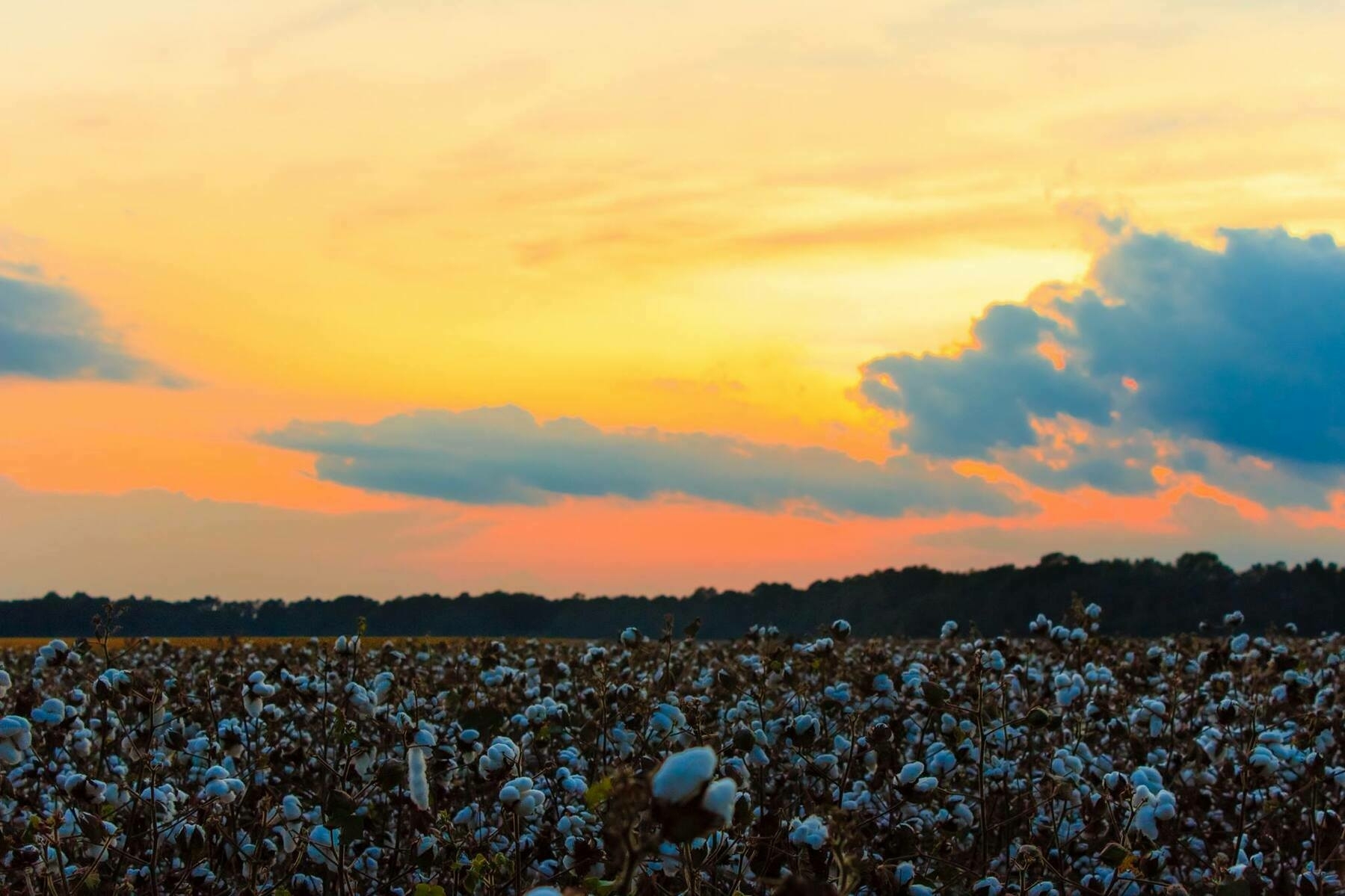 A cotton field is set against a vibrant sunset sky with scattered clouds.