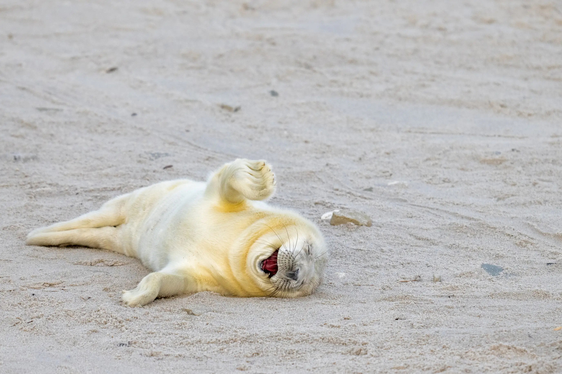 Newborn Seal - Laughing