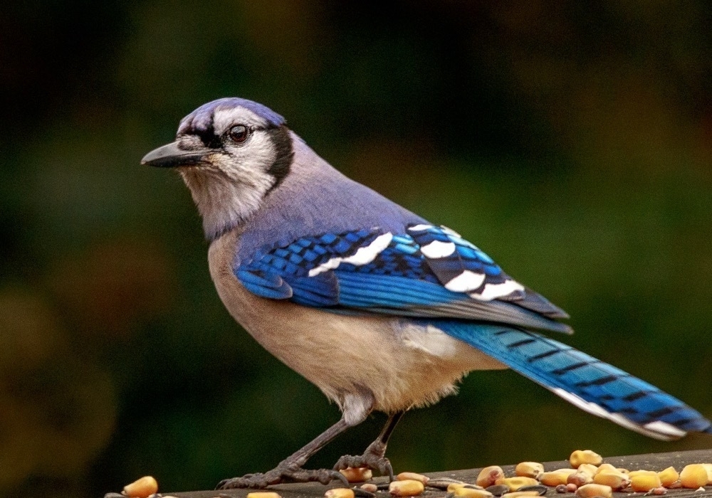 An eastern blue jay sitting on a deck with bird seed at his feet