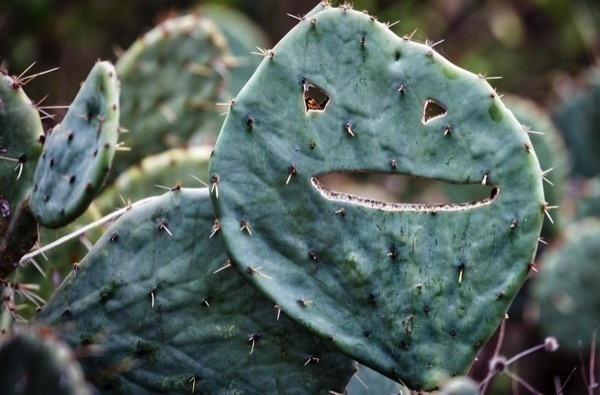 A smiley face carved into a cactus leaf