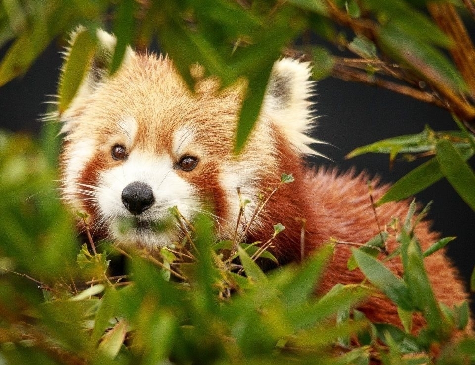 A mature red panda behind bamboo leaves