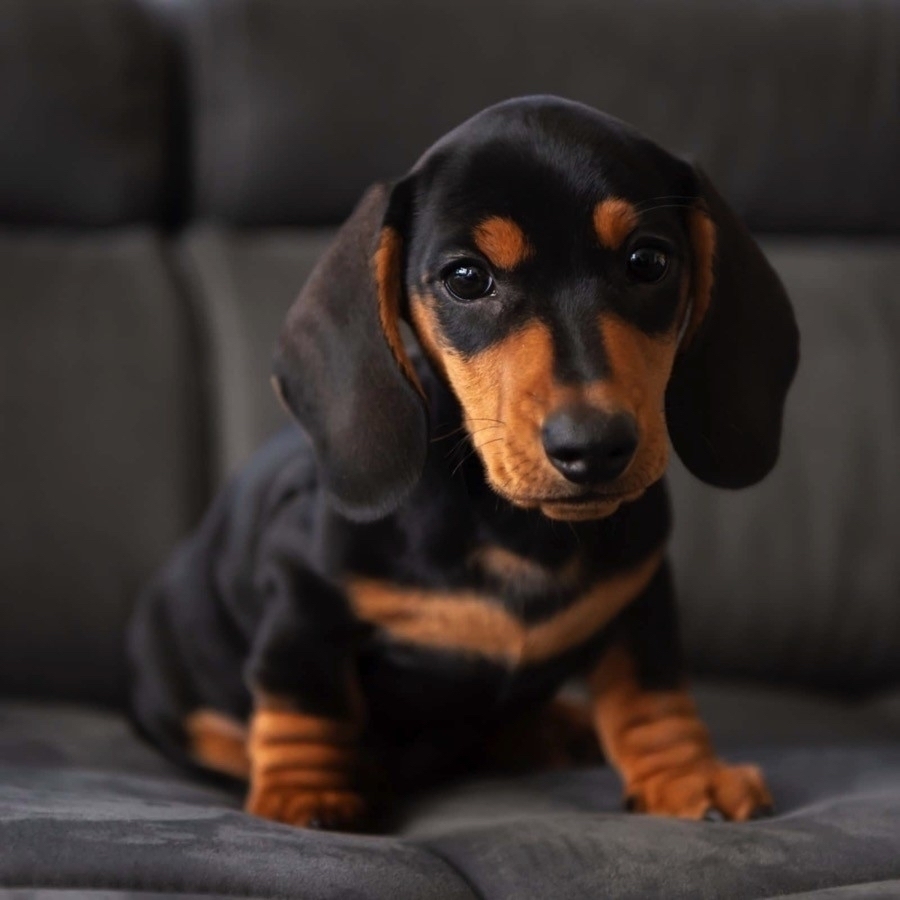 A Dachshund puppy