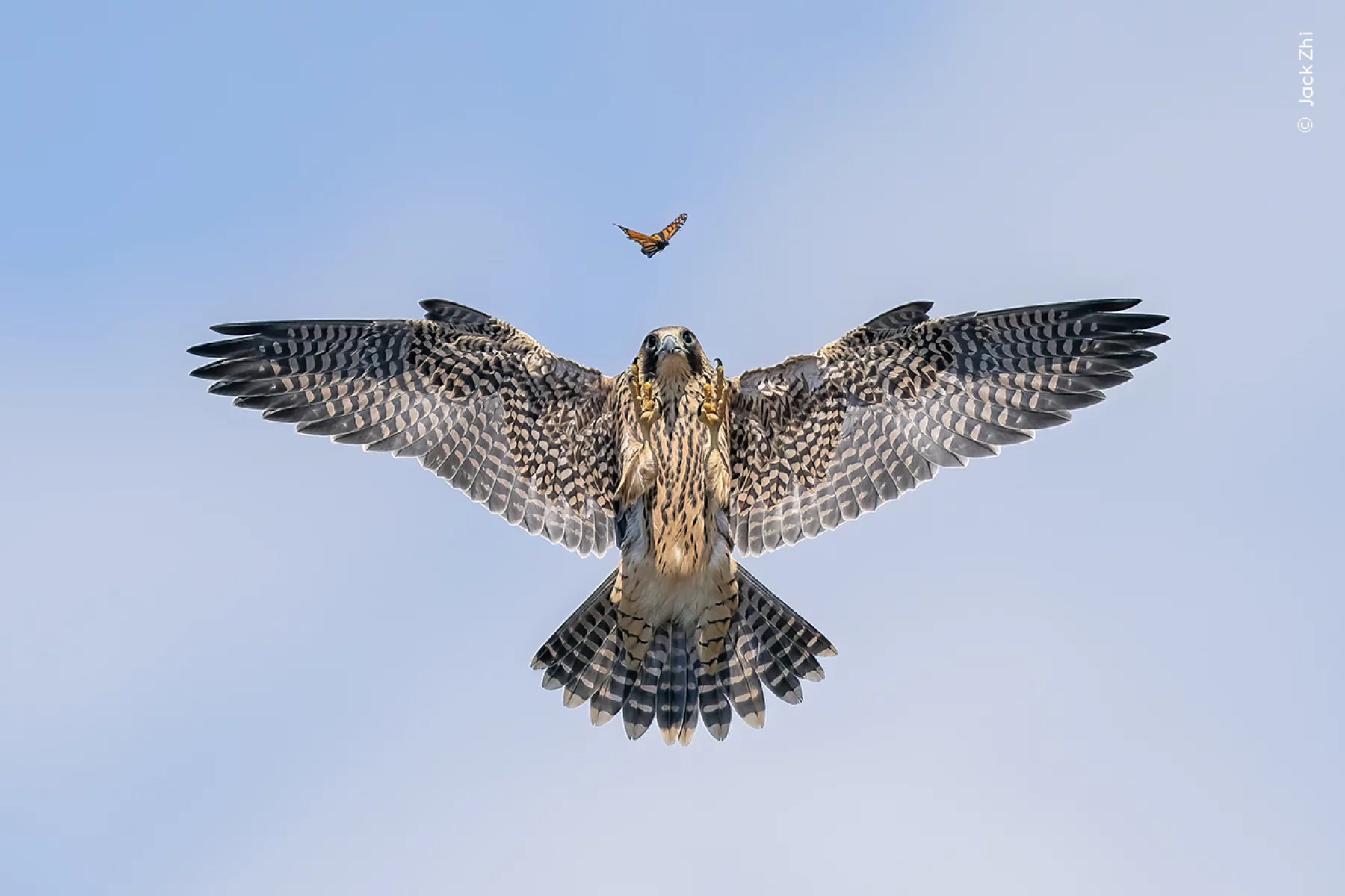 A falcon hunting a butterfly