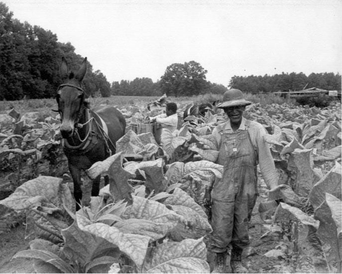 Tobacco farmer and labor plus a muile