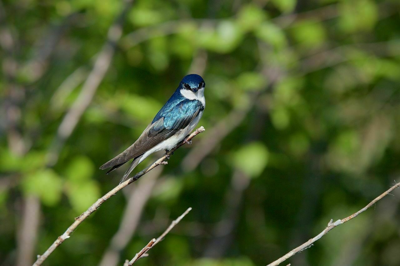 A small bird with iridescent blue and white feathers is perched on a thin branch against a blurred green background.