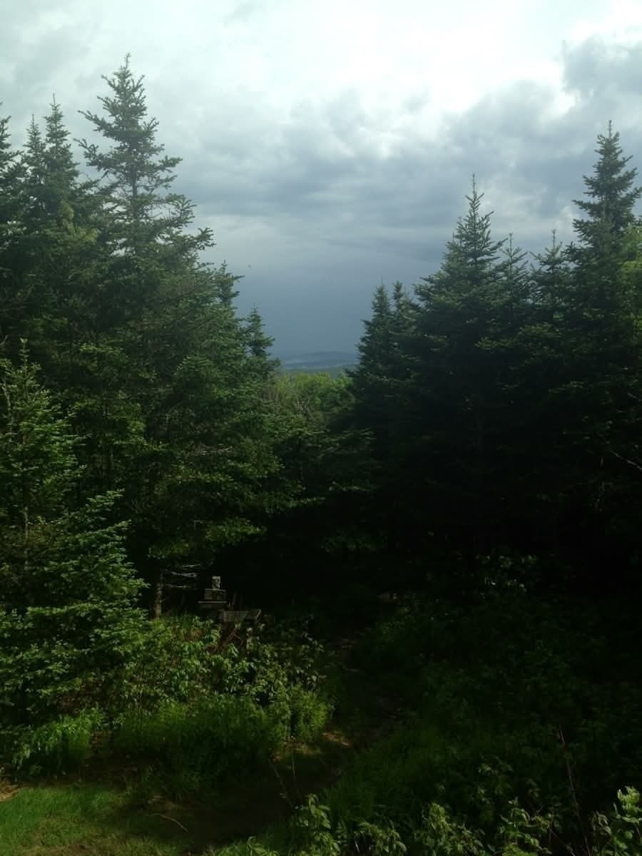 A dense forest of evergreen trees is under a cloudy sky.