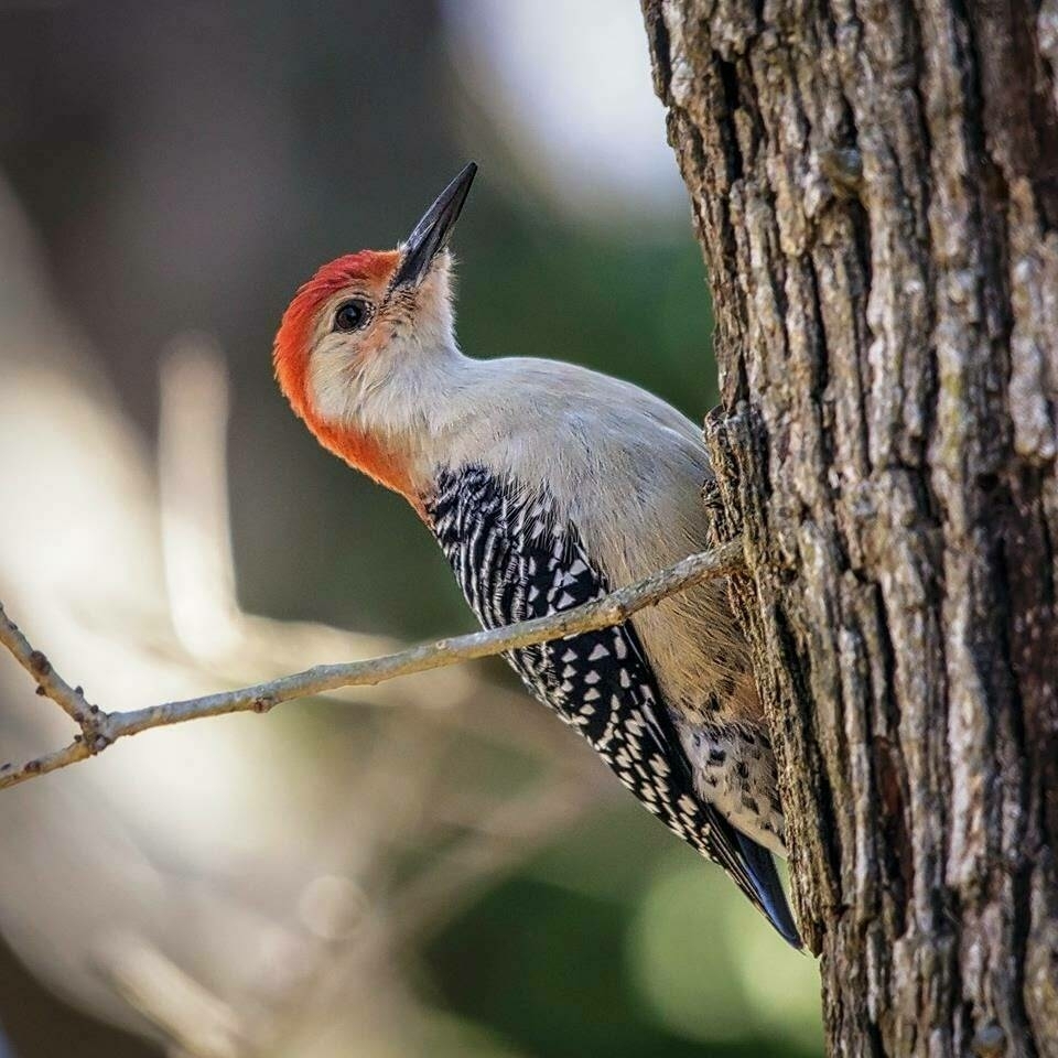 A woodpecker with vivid red on its head and a black and white patterned back is perched on the trunk of a tree. The bird is looking upward, and the background is softly blurred with shades of green and gray, highlighting the woodpecker's striking colors.