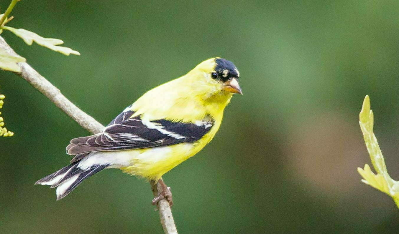 A bright yellow and black bird perches on a slender branch, surrounded by blurred green foliage in the background.