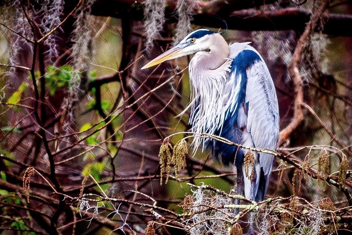 A large heron perches on a branch, surrounded by dense, tangled foliage, with hanging Spanish moss and muted green and brown tones creating a natural, serene setting.