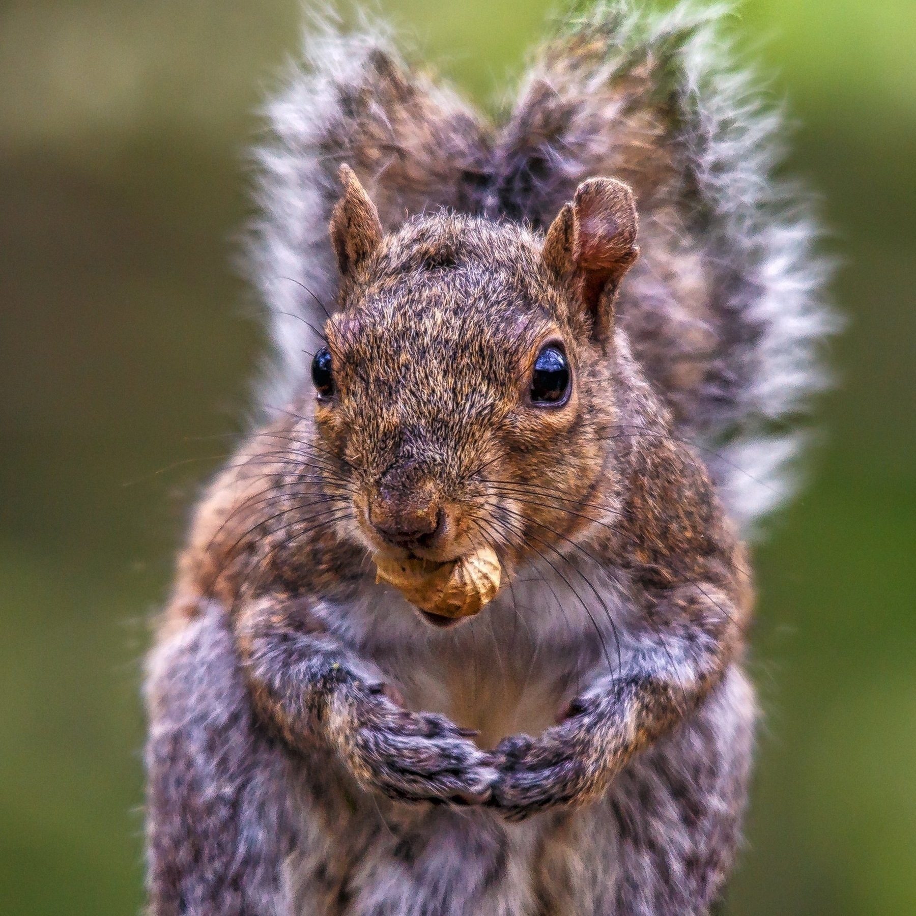 A squirrel is holding a nut in its mouth, standing with a blurred green background.