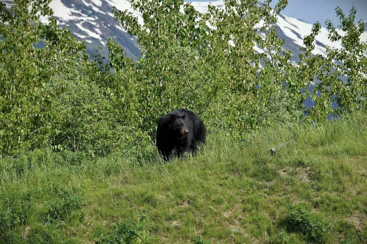 A black bear stands on a grassy hill with trees and snowy mountains in the background.