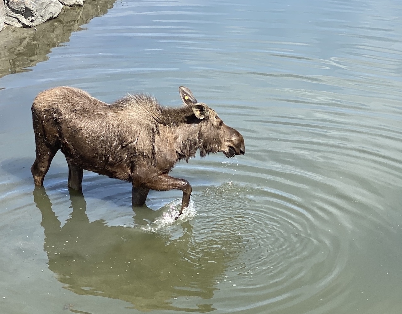 A moose is standing in the water near rocks, lifting one leg.