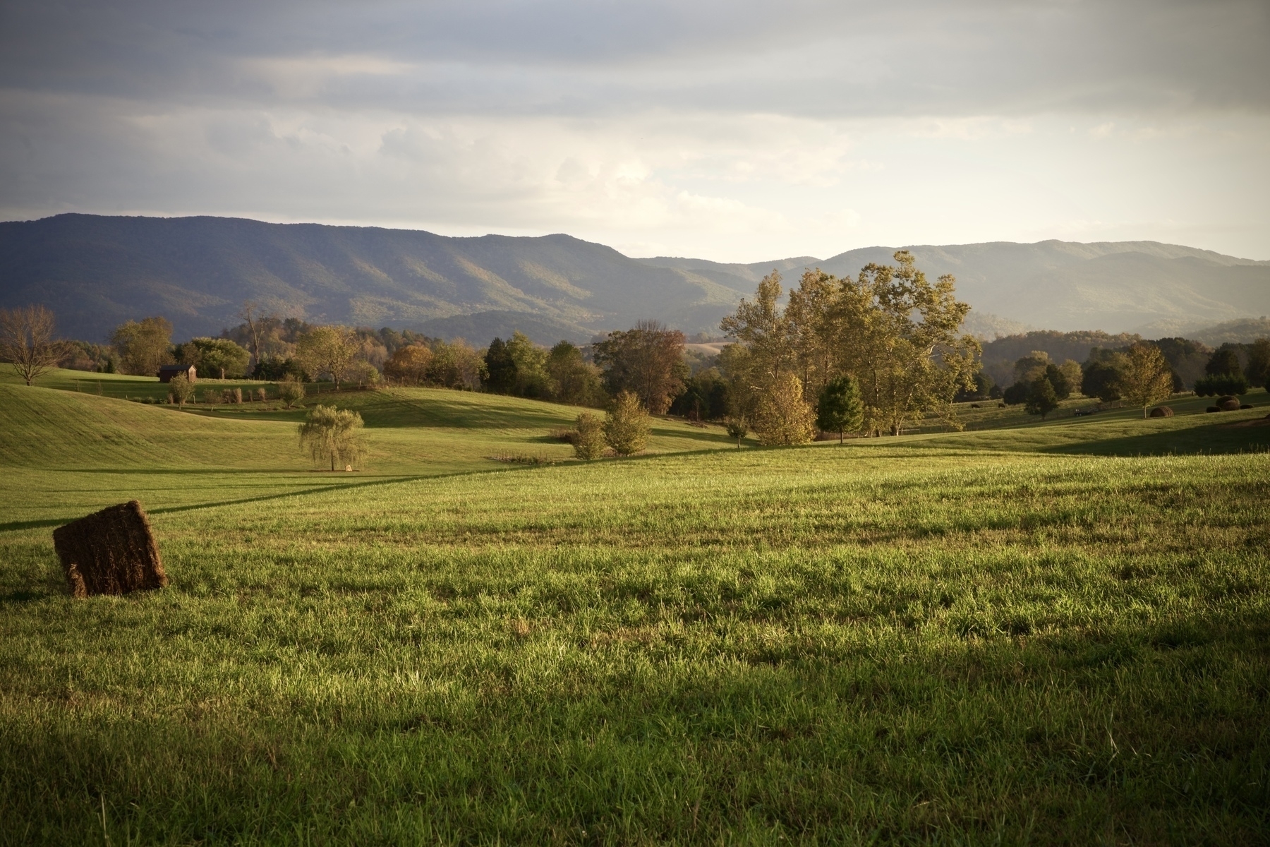 A green hayfield in the foreground and the the Blue Ridge Mountains in the background. 