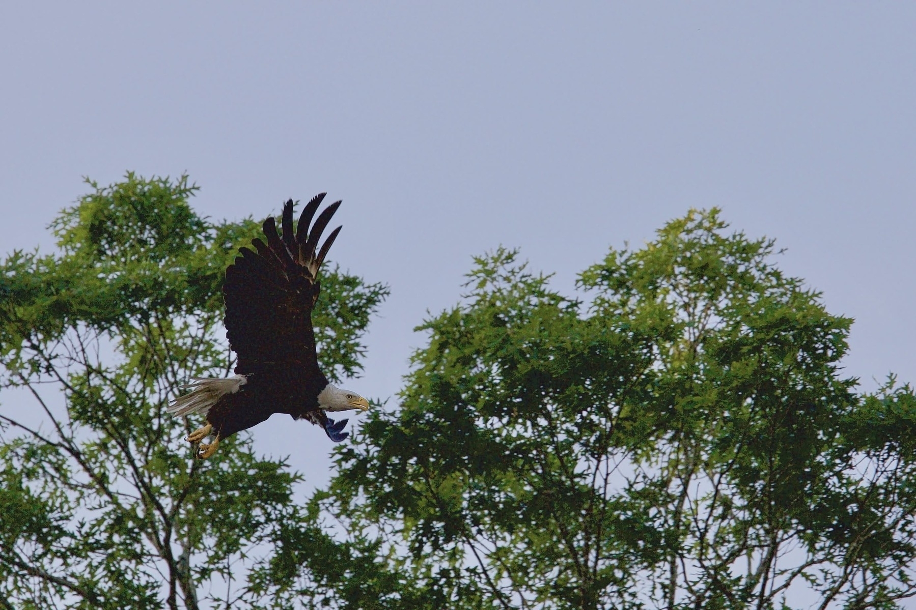 A bald eagle soars through the air, wings spread wide, above lush green treetops against a clear blue sky.
