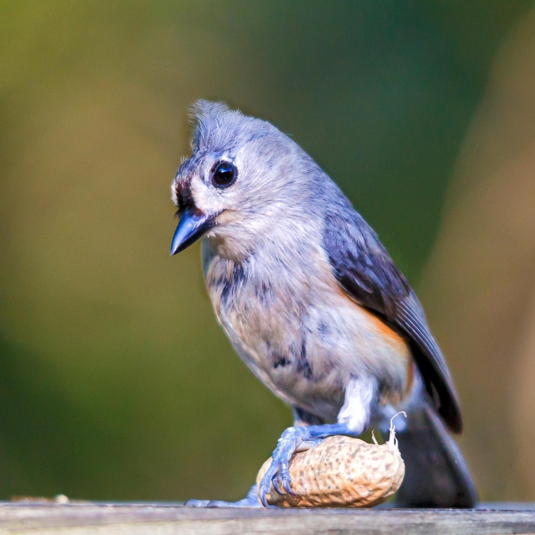 A small bird with a gray crest is perched on a peanut shell against a blurred green background.