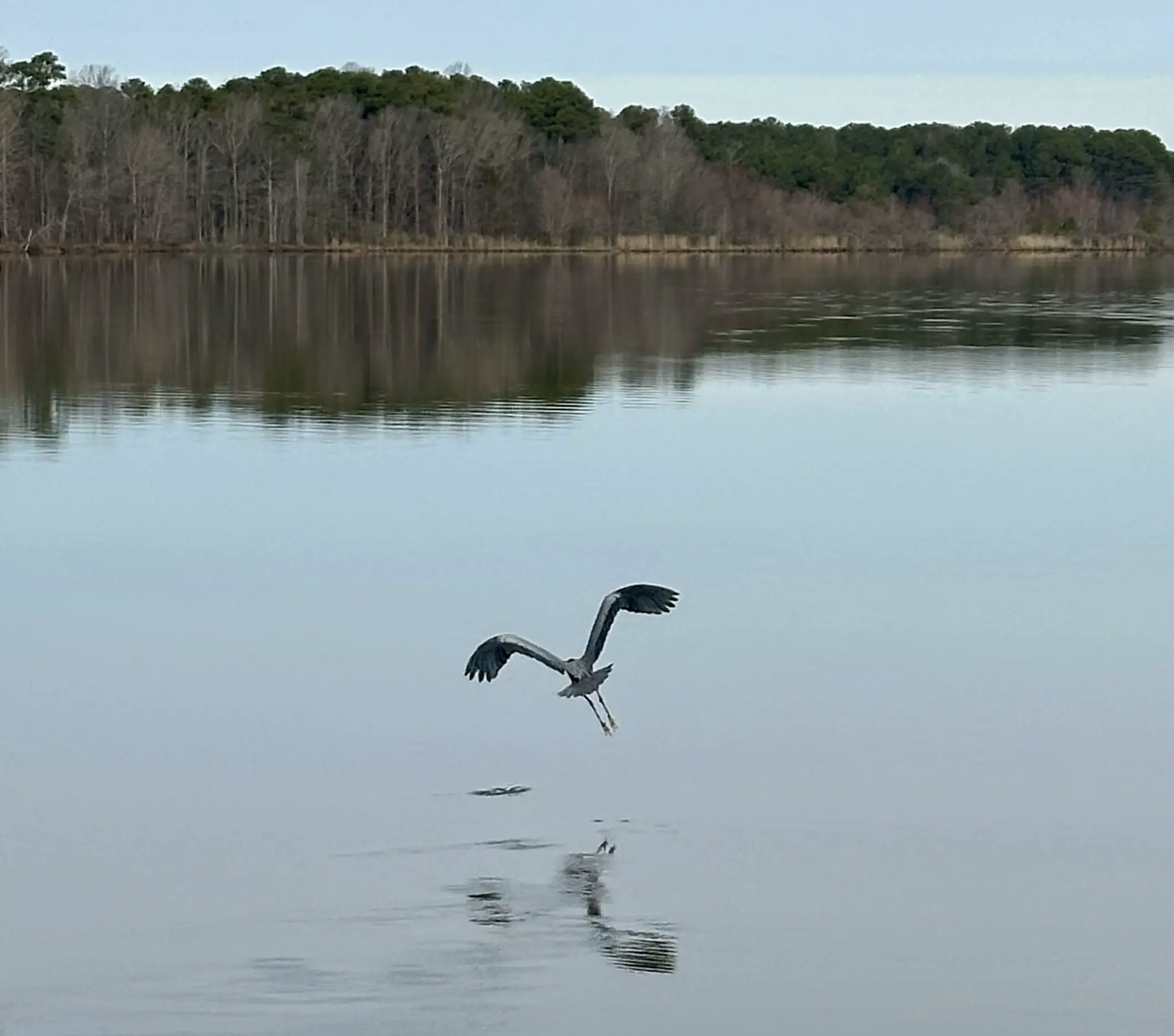 A heron flies low over a calm lake, its wings outstretched and reflected on the water's surface, surrounded by trees along the distant shoreline.