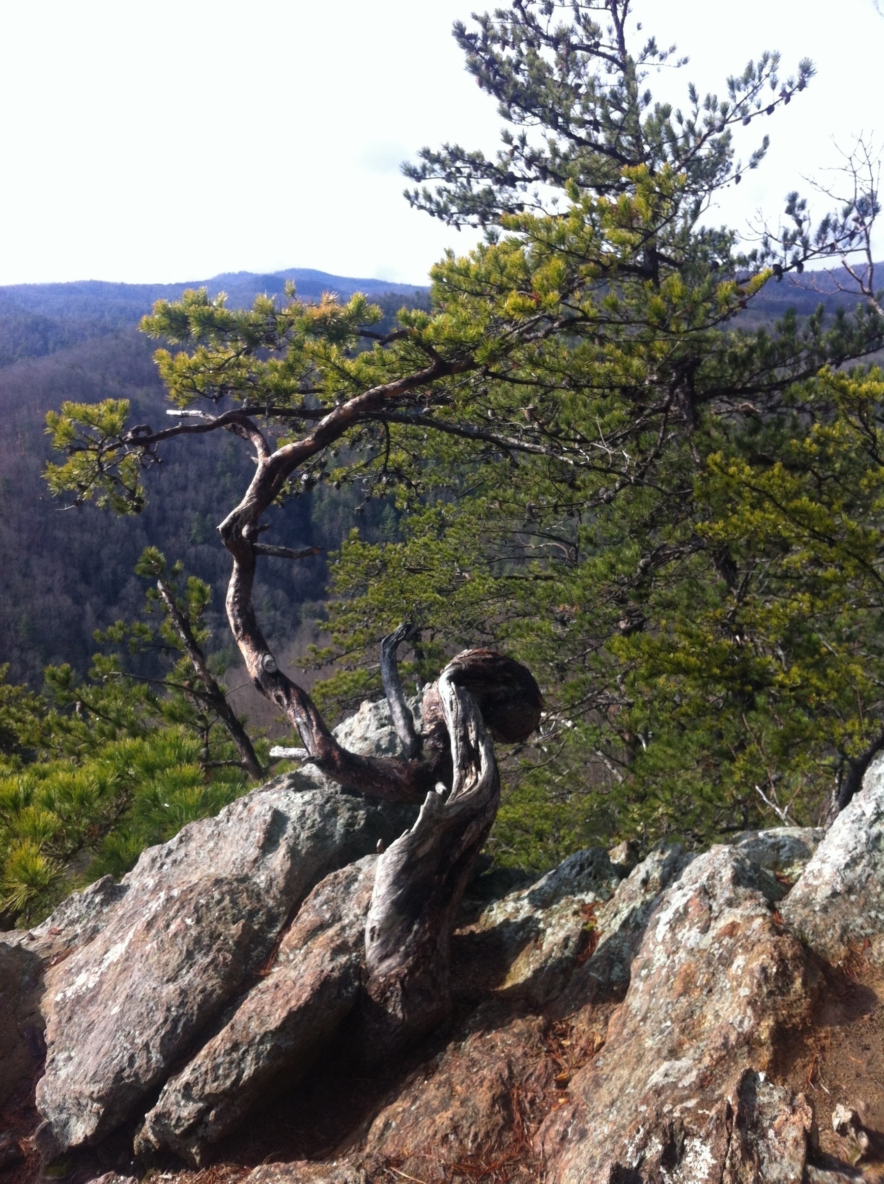 A twisted, gnarled tree growing from rocky terrain, set against a backdrop of distant wooded mountains. The tree's branches curve dramatically, with green needles contrasting against the rough texture of the rocks. The landscape is lush and expansive, conveying a sense of natural beauty and resilience.