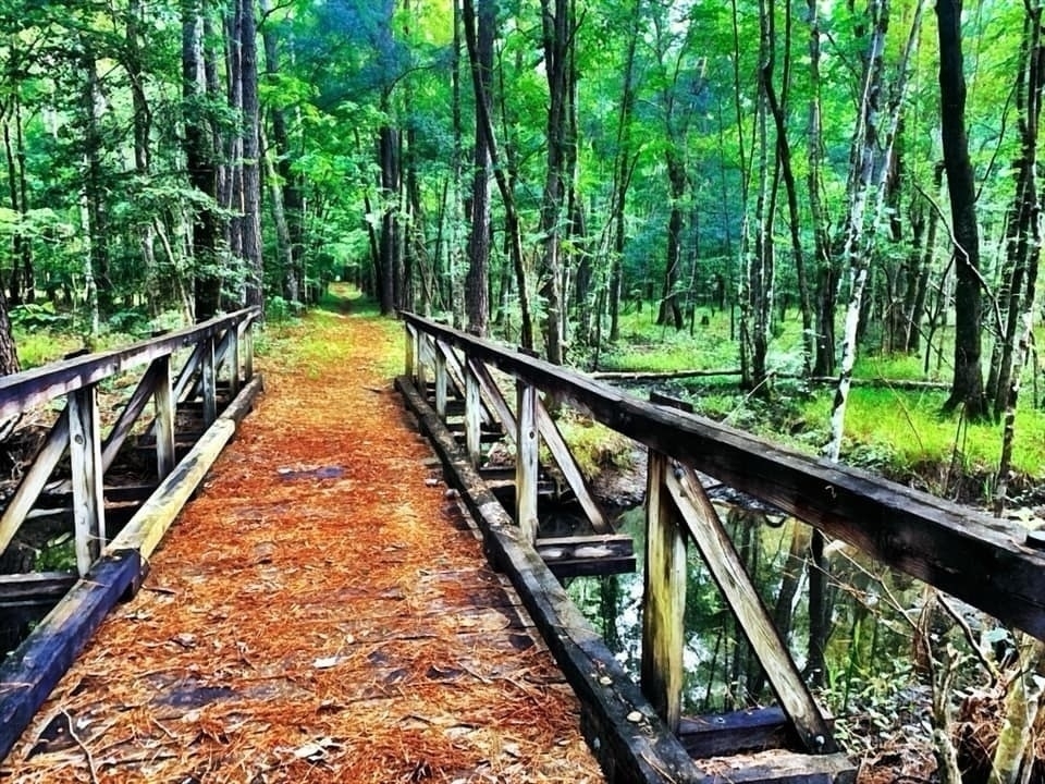 A wooden bridge covered with pine needles spans across a small body of water, leading into a lush, green forest.