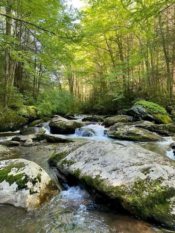 A scenic view of a tranquil forest stream with clear water flowing over large, moss-covered rocks. The stream is surrounded by lush green trees with sunlight filtering through the leaves, creating a picturesque and serene atmosphere.