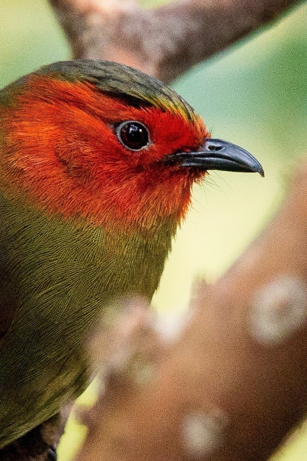 Close-up of a bird with vibrant red and orange feathers on its head and black beak, perched on a branch with soft-focus background. It has dark, round eyes and greenish feathers on its body.