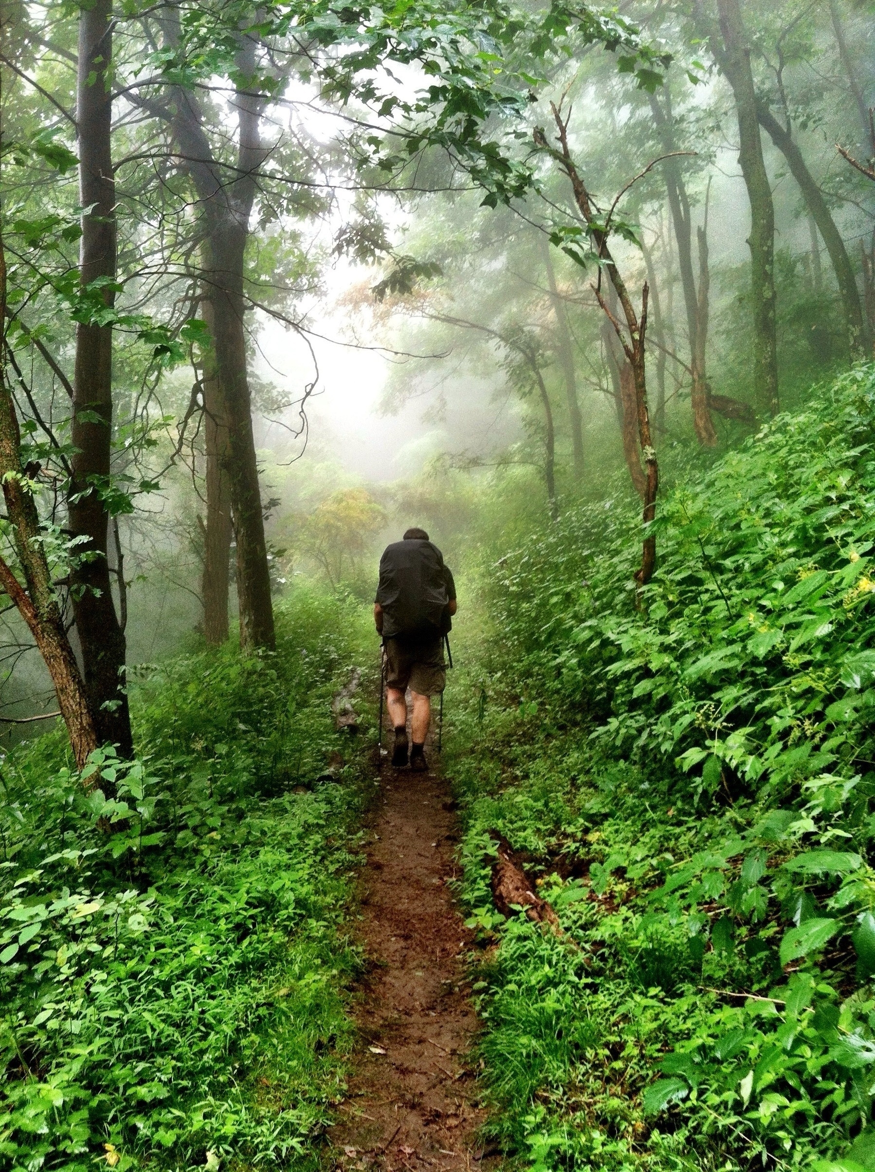 A person is hiking through a lush, green forest on a narrow dirt path. The forest is dense with tall trees and thick undergrowth, and the scene is enveloped in a light mist, creating a serene and tranquil atmosphere. The hiker is carrying a large backpack and wearing shorts, with trekking poles in hand.