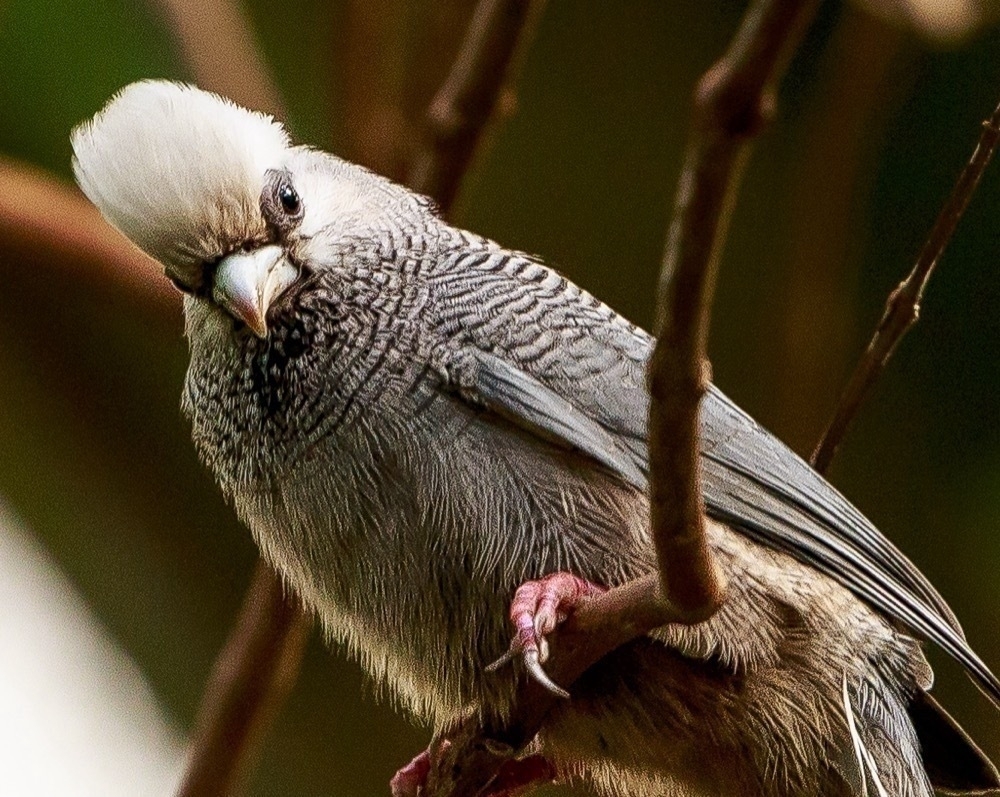 A bird with a distinctive white crest and textured gray plumage perches on a branch. The background is softly blurred with hints of green and brown, highlighting the bird's sharp gaze and intricate feather pattern.