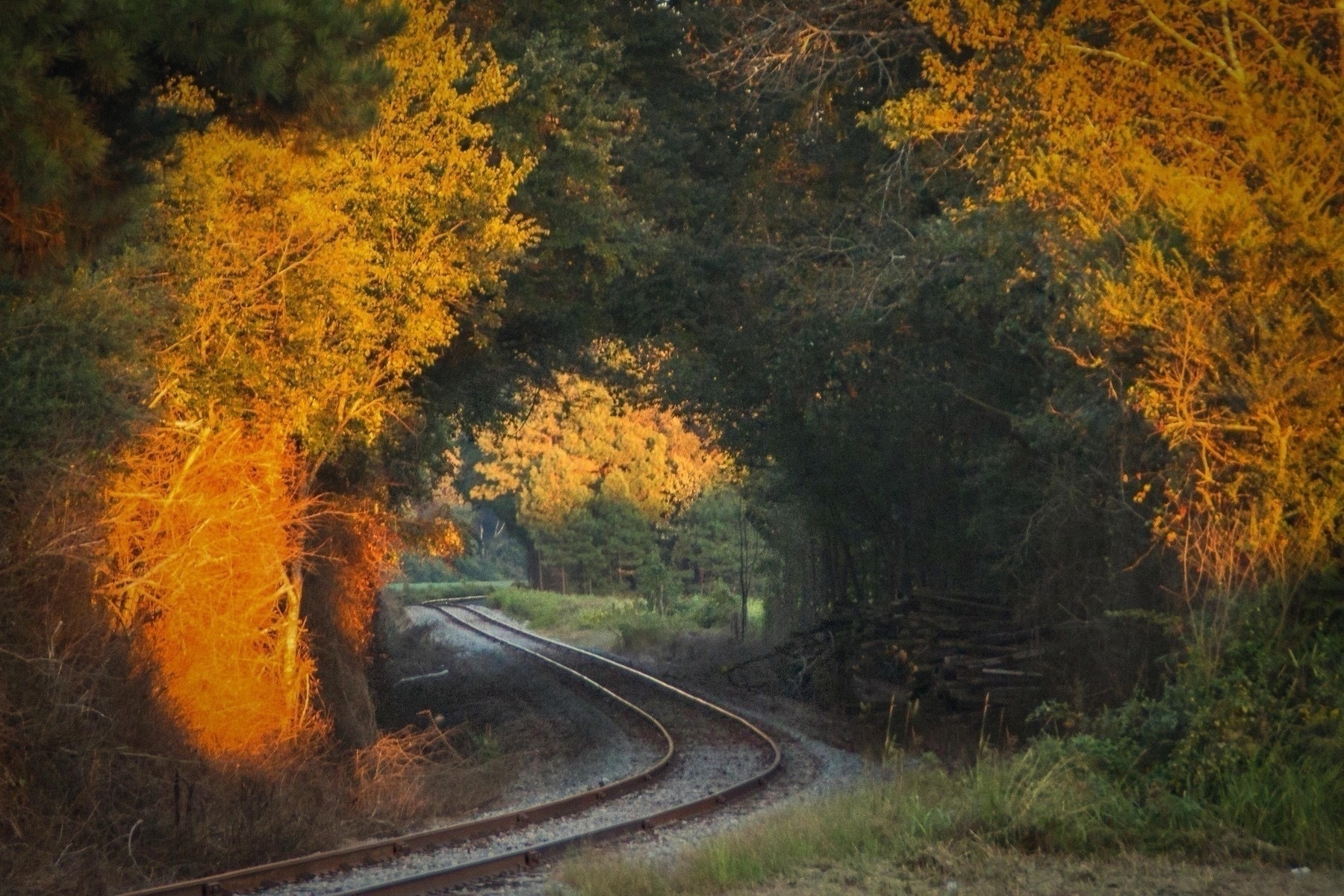 A railway track curves through a forested area. The tracks are surrounded by dense trees, with golden sunlight casting a warm glow on the foliage. The light creates vibrant orange and yellow highlights on the leaves, suggesting the time is either sunrise or sunset. The path of the tracks leads deeper into the shaded part of the forest.