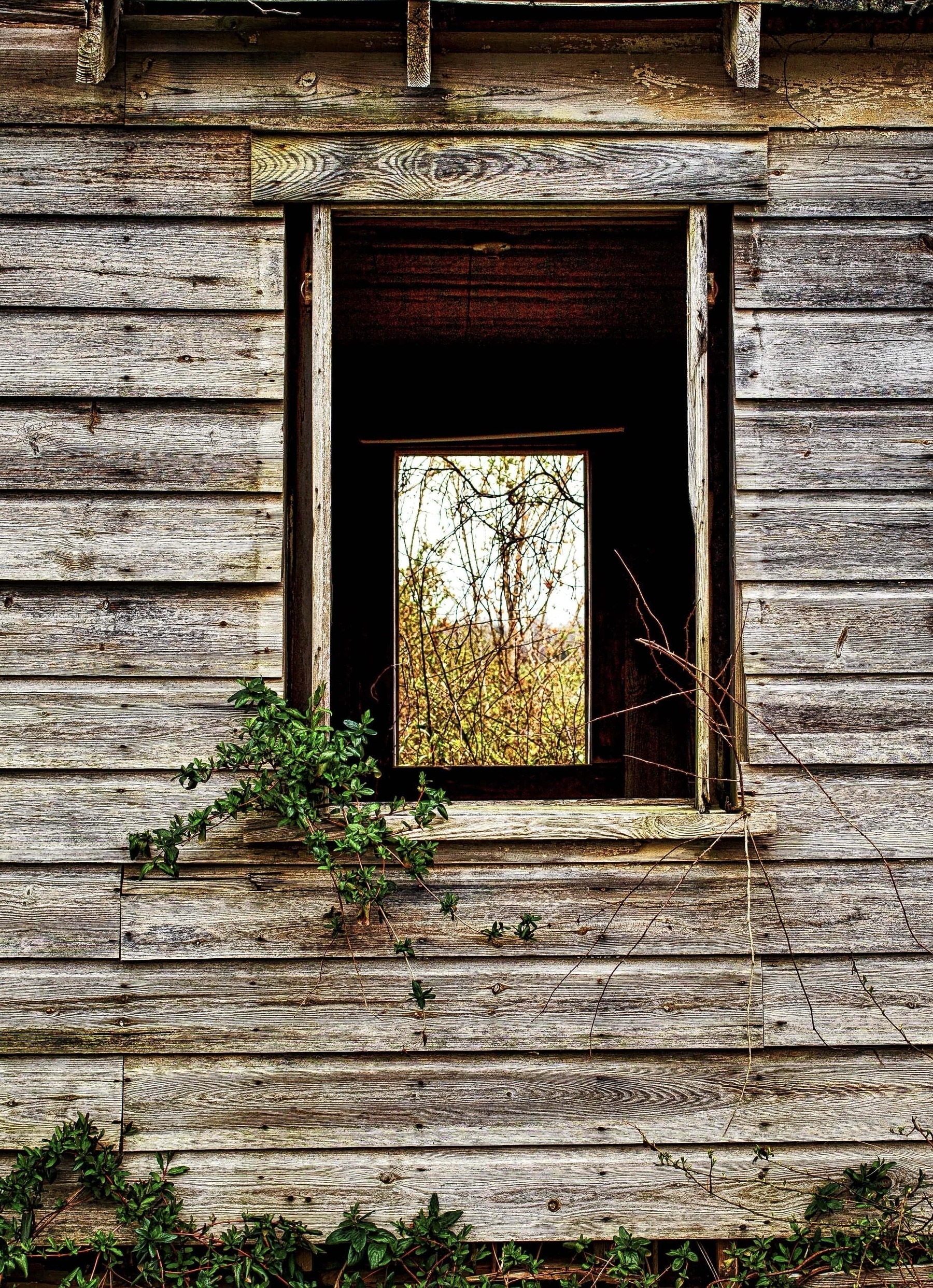 The image shows a window in an old wooden structure. The wooden planks are weathered and grayish-brown, with visible grain and knots. Green vines climb up the wall and extend around the window, which has no glass. Through the window, trees and dense foliage are visible in the background under a cloudy sky. The scene conveys an abandoned and rural atmosphere.