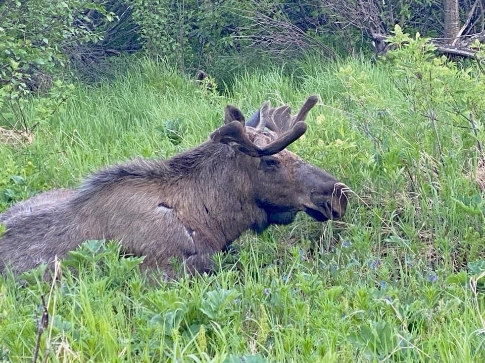 A moose is resting in a lush, green grassy area.