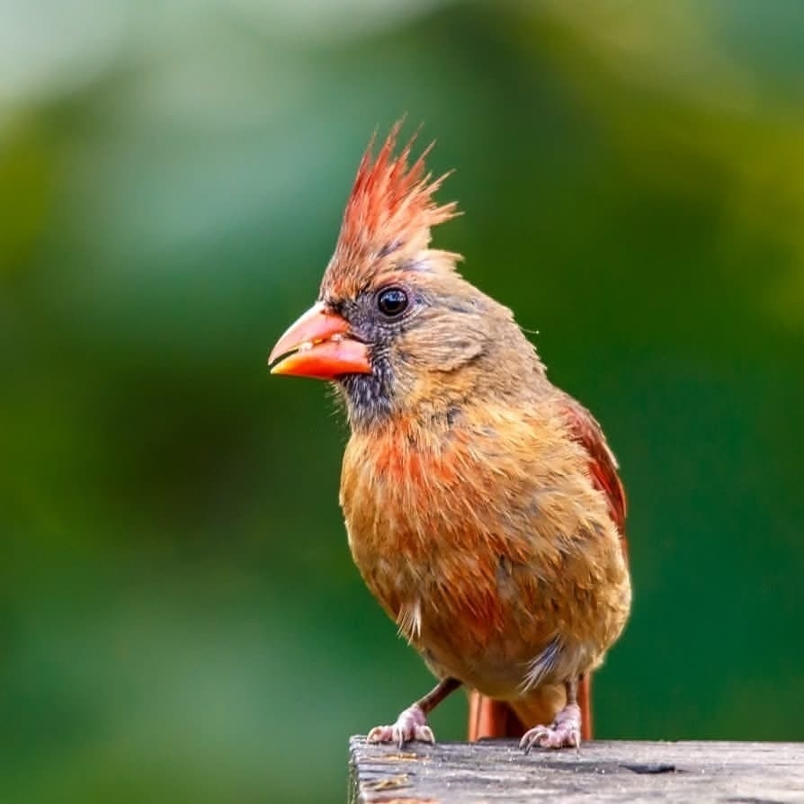 A bird with a red crest and a reddish-brown body perched on a wooden surface against a blurred green background.