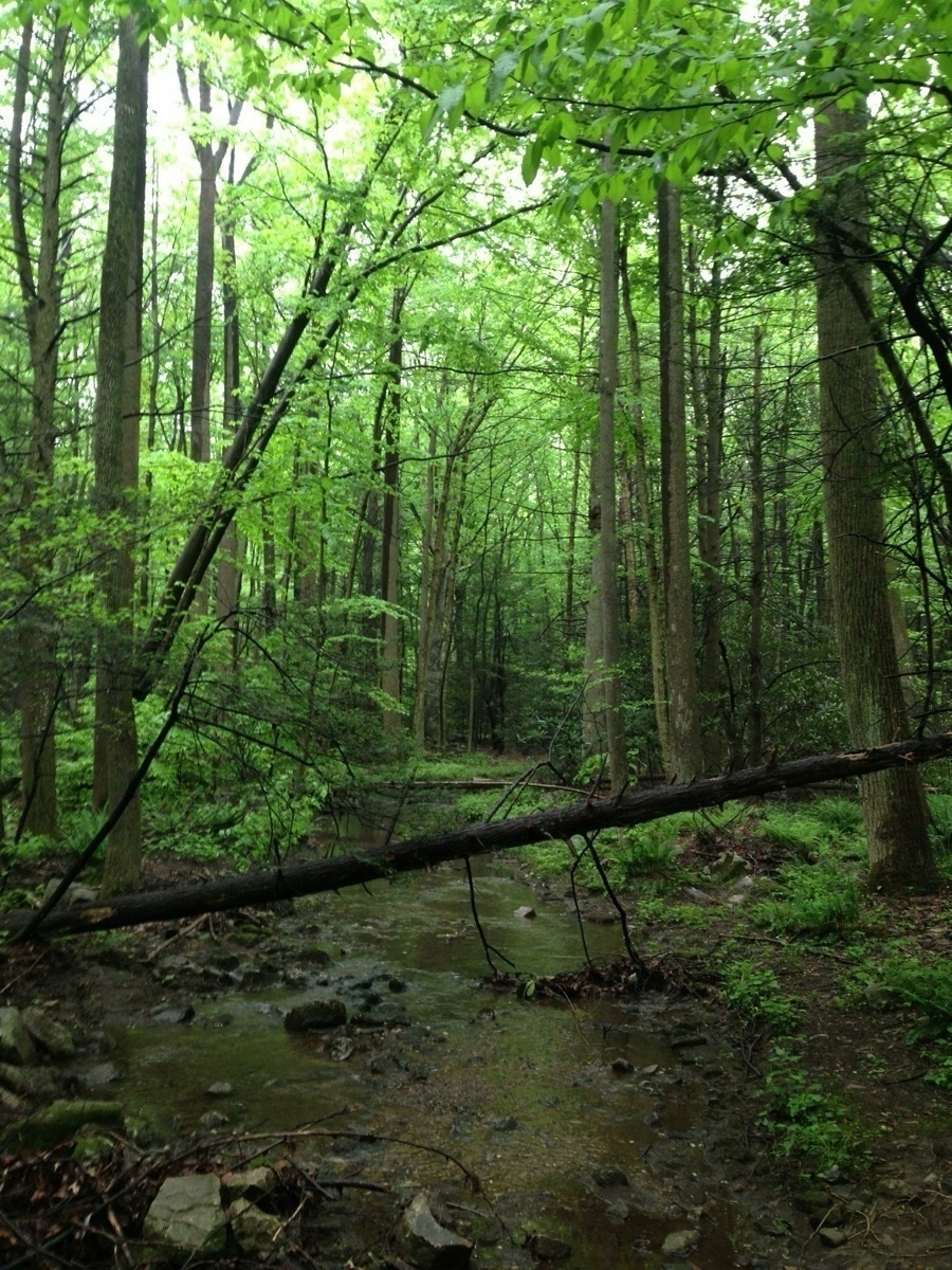 A tranquil forest scene features a small stream flowing through lush green trees and foliage.