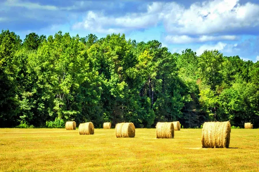 Hay field