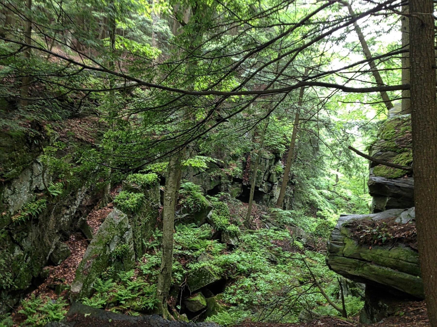 A lush forest scene features dense greenery, large moss-covered rocks, and towering trees with a soft, diffused light filtering through the canopy.