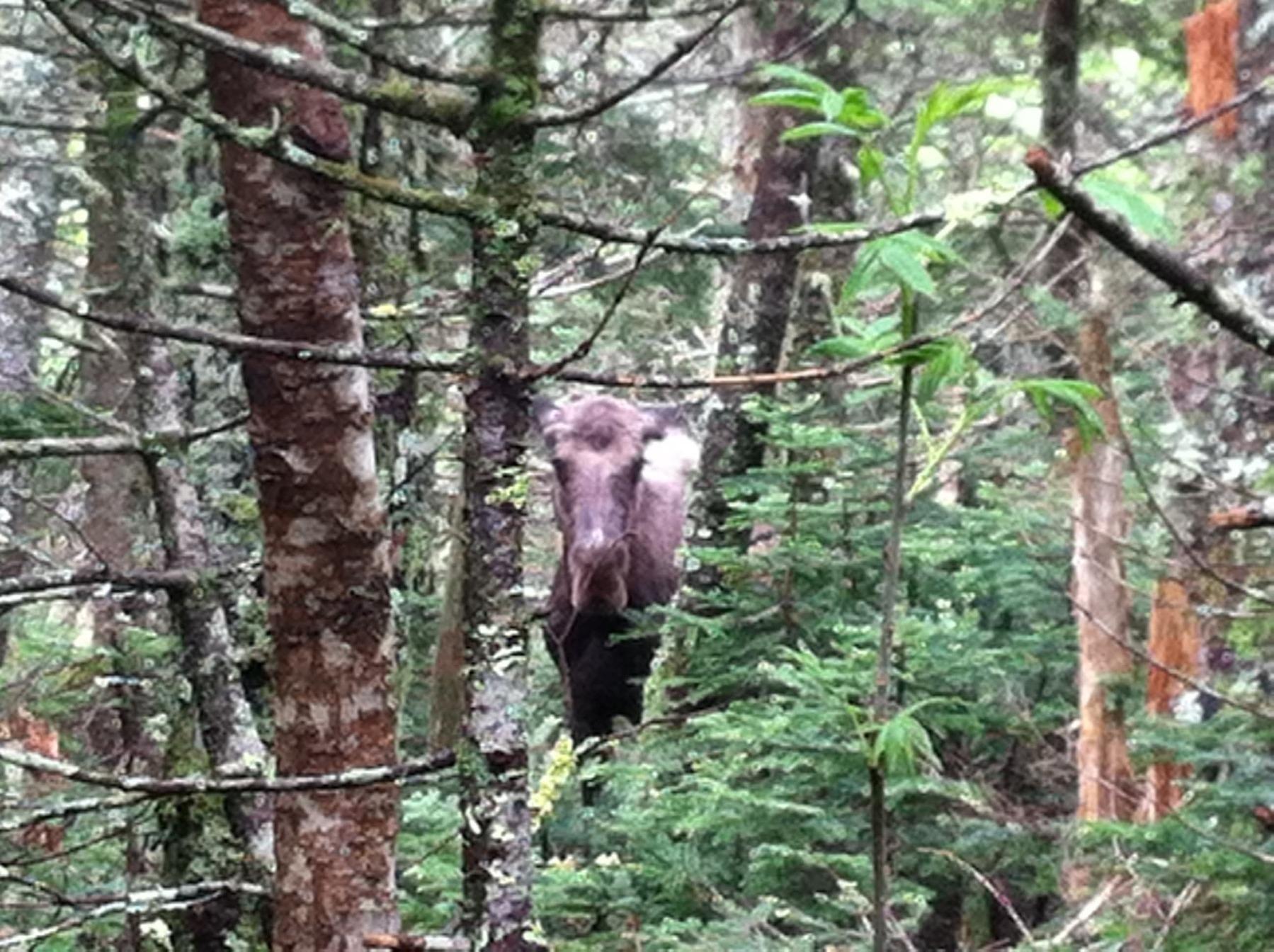 A moose is standing among the trees in a forest.