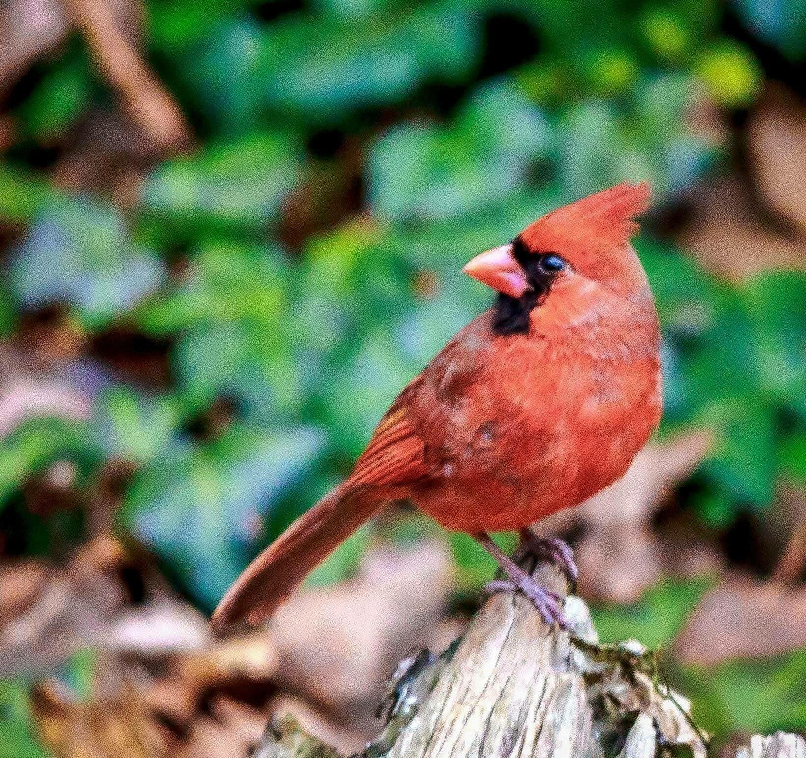 A vibrant red cardinal perches alertly on a weathered tree stump, surrounded by lush green foliage and blurred brown leaves in the background.