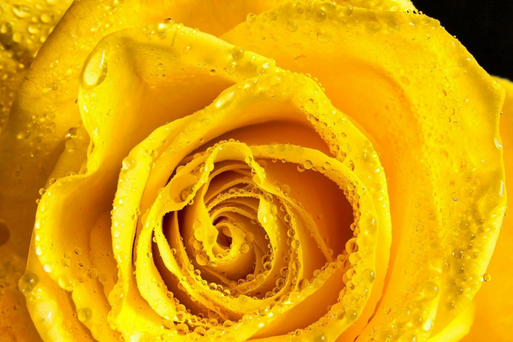 Close-up image of a vibrant yellow rose, showcasing its tightly spiraled petals. The petals are covered in water droplets, highlighting their delicate texture and adding a fresh, glistening effect.