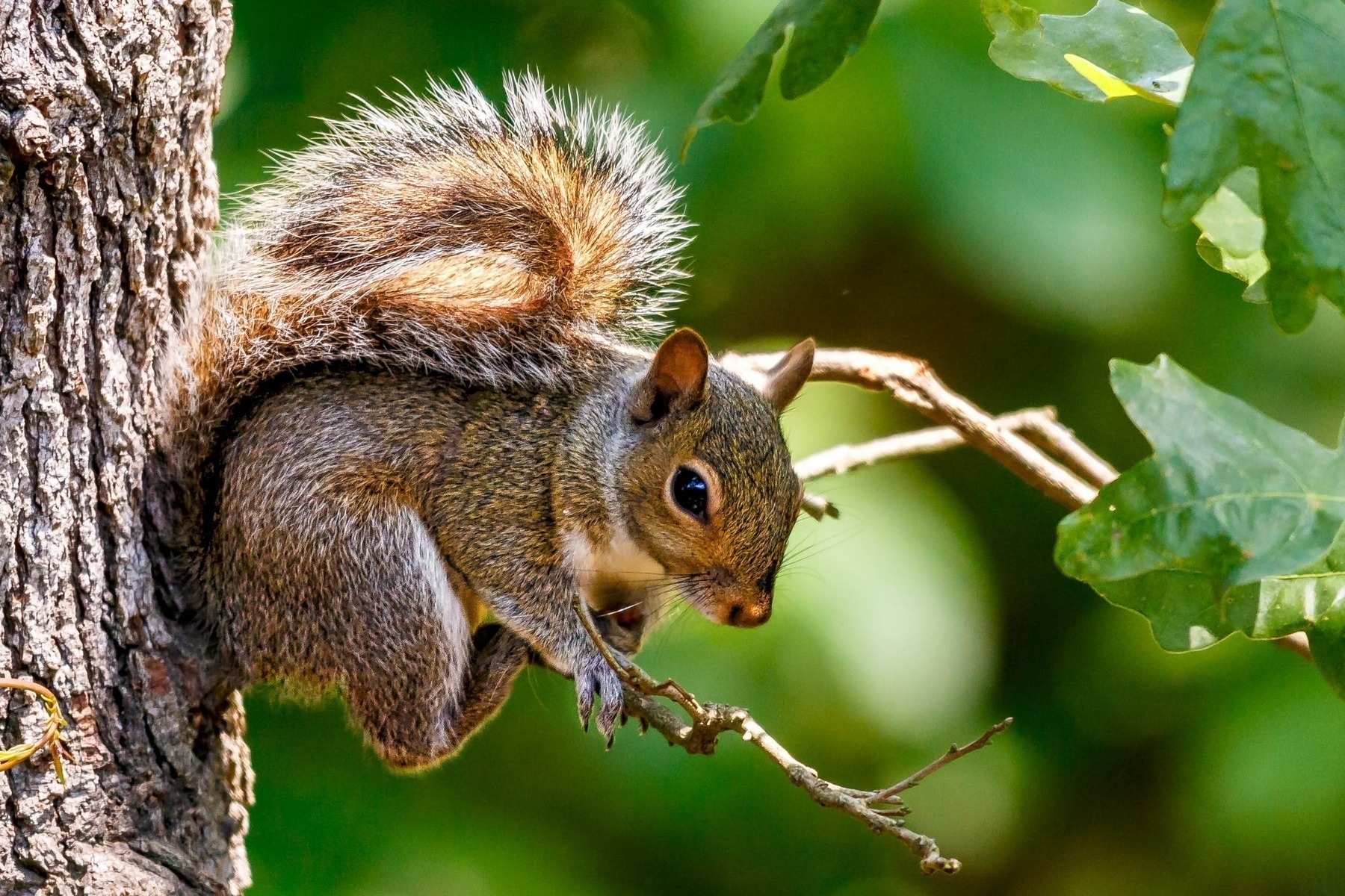 A squirrel clings to the side of a tree, its bushy tail curled over its back. The squirrel is holding a small twig with its front paws, surrounded by vibrant green leaves and a blurred background of greenery.