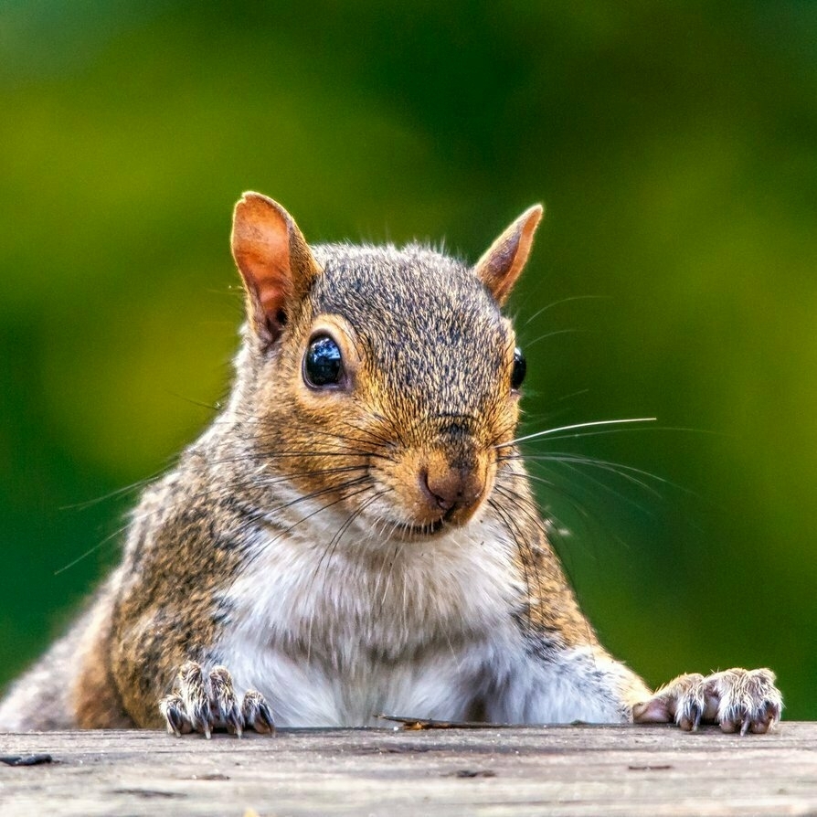 A squirrel is perched on a wooden surface against a blurred green background.
