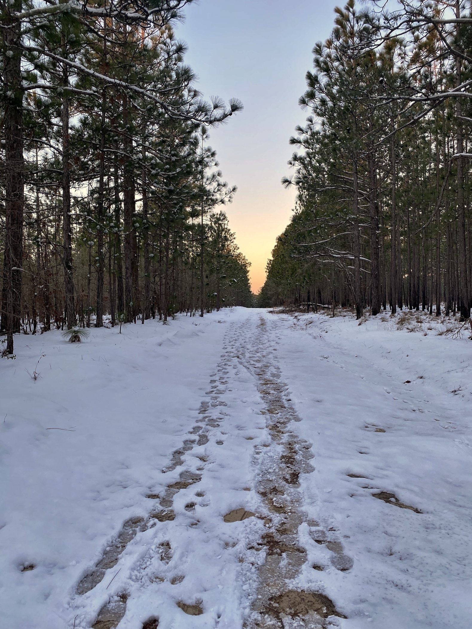 Snow-covered path stretches between tall pine trees, lined evenly on both sides, under a clear sky with a soft sunset glow in the distance.