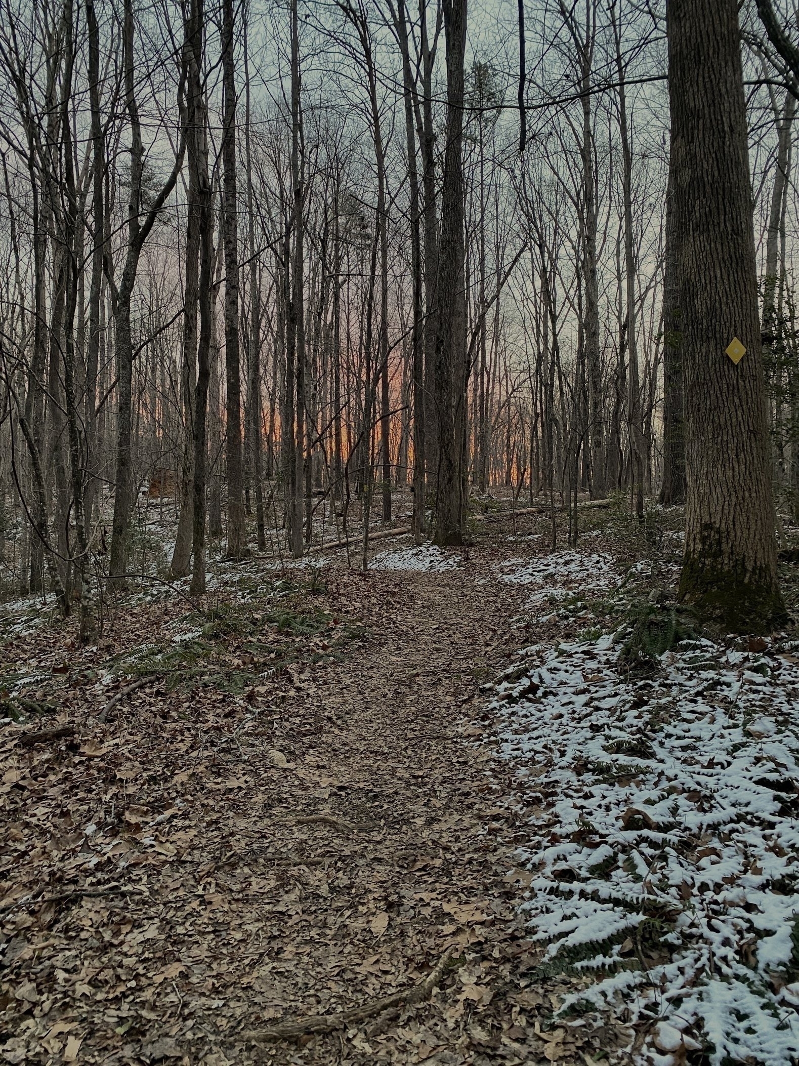 Trail covered with fallen leaves and patches of snow, winding through a forest of bare trees at sunrise, with a yellow trail marker on a nearby tree trunk.