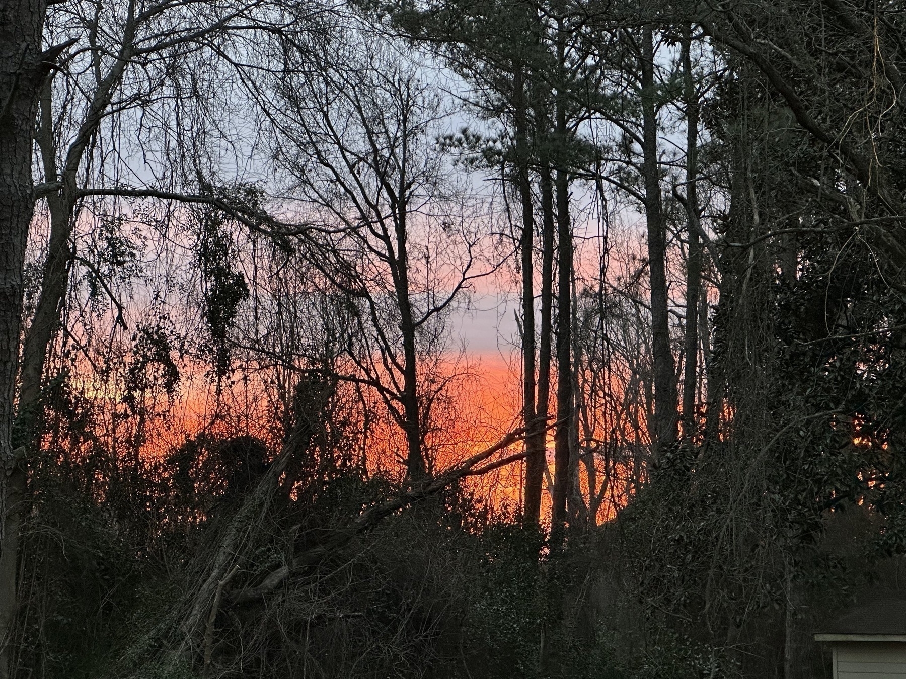 A scenic view of a sunset through a dense forest. The sky is painted with hues of orange and pink, creating a vivid backdrop behind the silhouetted trees. The branches are bare, and some are covered with vines, adding to the intricate pattern against the colorful sky.