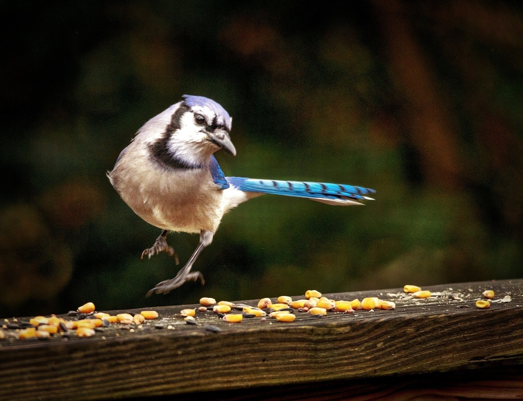 A blue jay is captured mid-air as it hops near scattered seeds on a wooden surface.