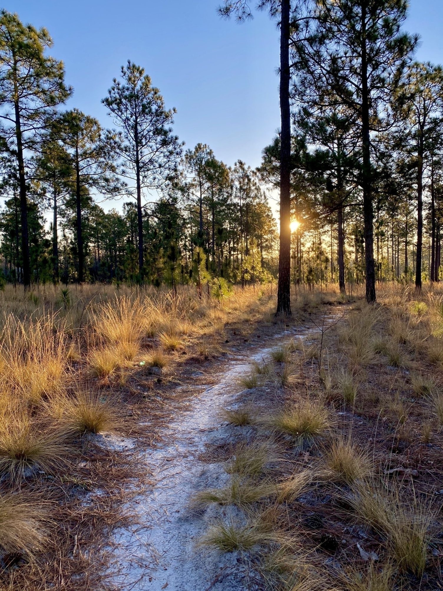 A narrow sandy path winds through a sunlit pine forest with tall grasses.