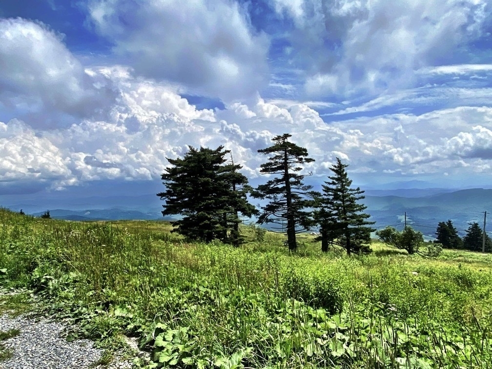 Tall evergreen trees stand on a grassy hillside under a partly cloudy sky, overlooking distant mountains and valleys, creating a serene natural landscape.